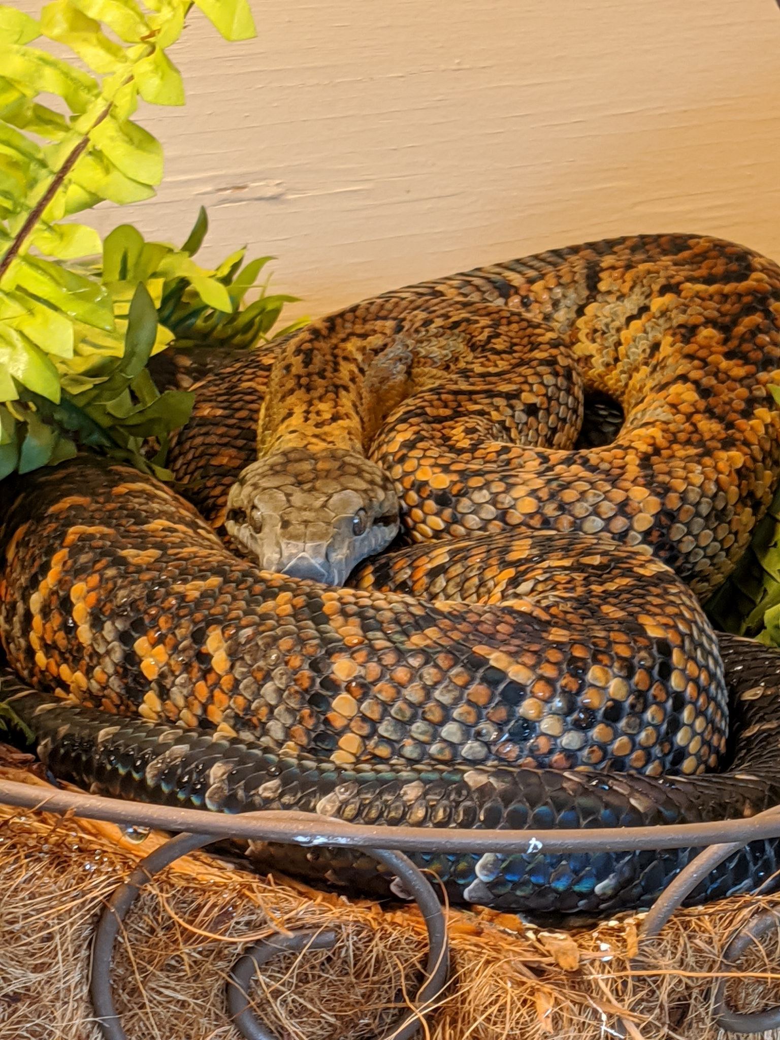 Jamaican Boa